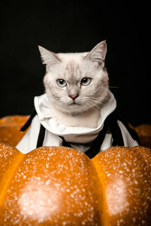 a small kitten wearing a collar standing among fake pumpkins