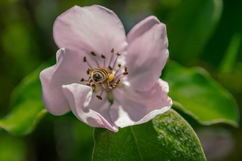 a pink flower with a bee sitting in it