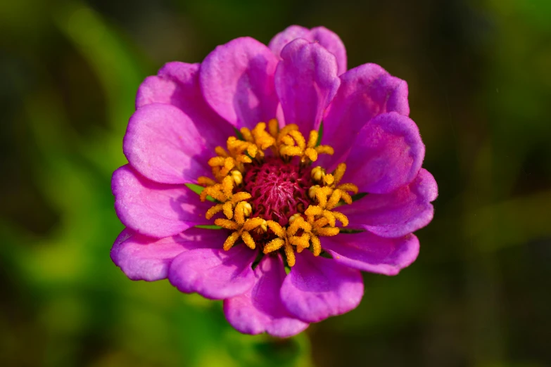 a small purple flower with yellow centers is blooming