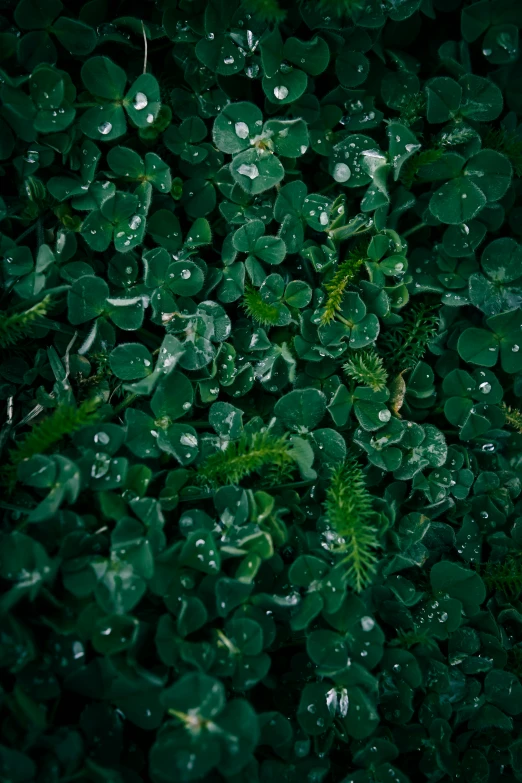 several plants covered in water drops are seen