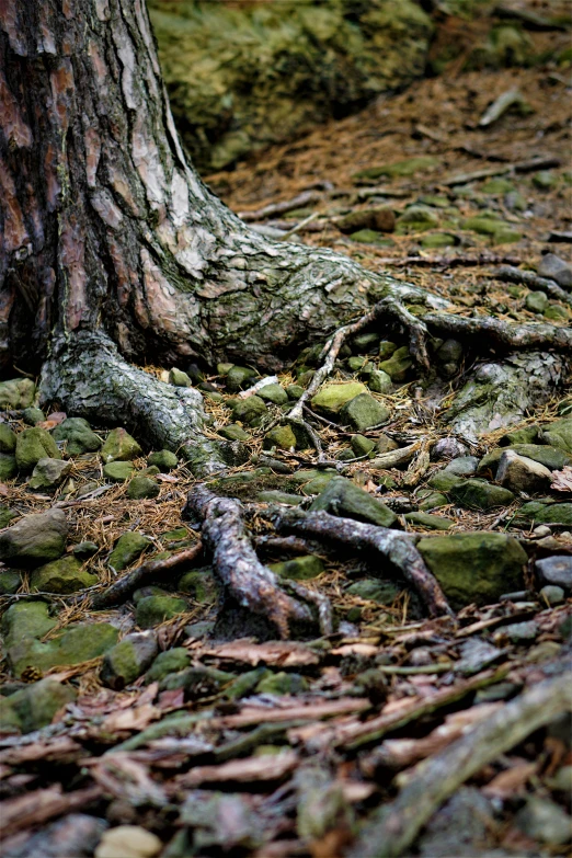 a very big tree with roots growing over some rocks