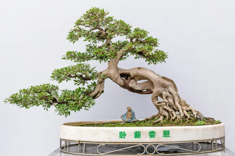 a bonsai tree on display in a glass pot