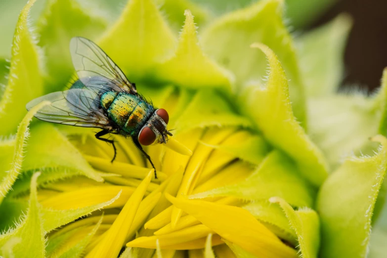 the fly is resting on the flowers of this plant