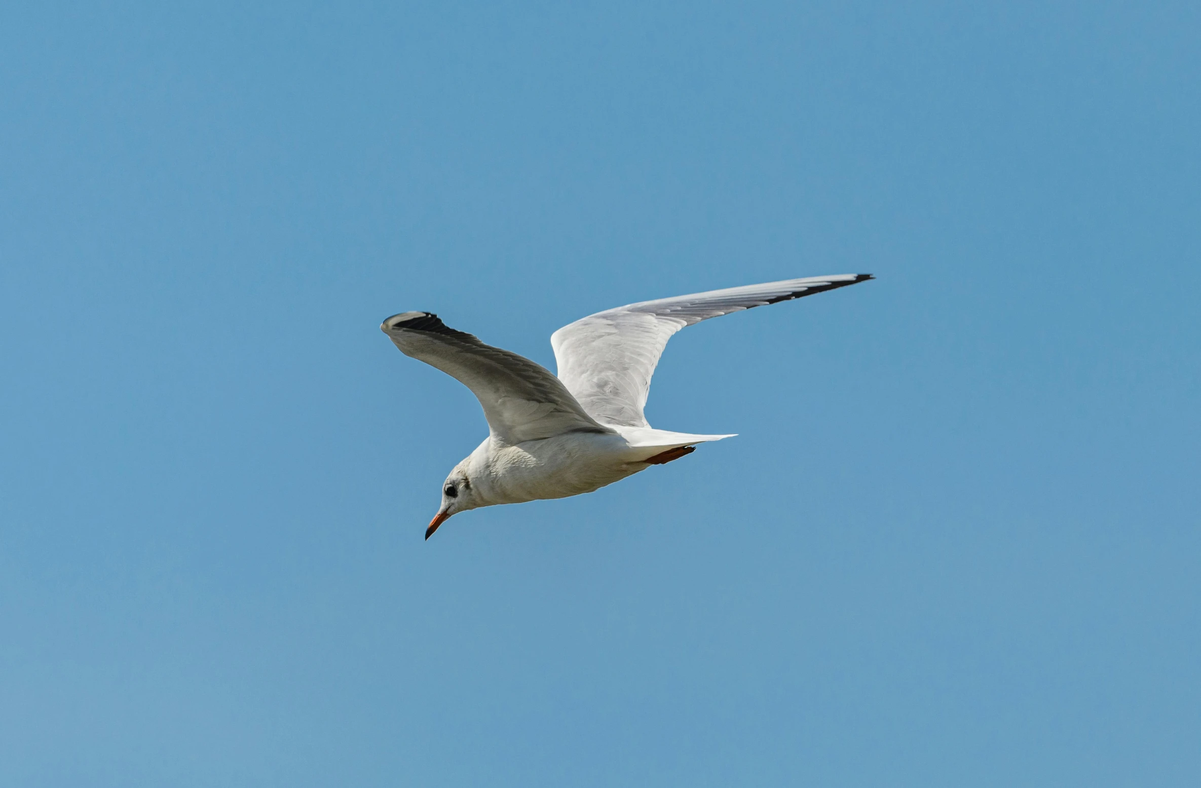 a seagull flying in the air, soaring against a blue sky