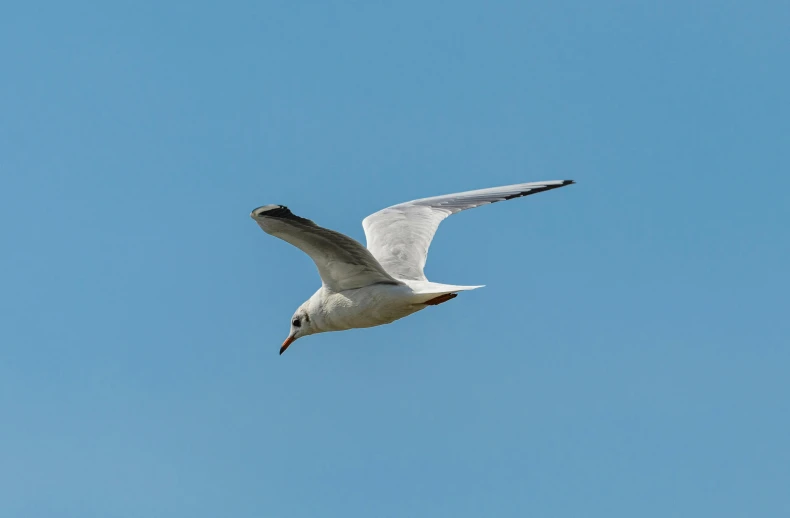 a seagull flying in the air, soaring against a blue sky