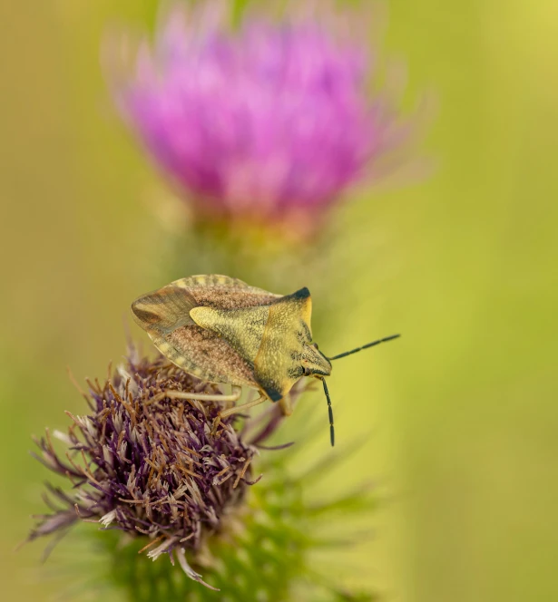 the insect is sitting on the flower