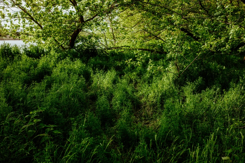 the tall grass is full of green leaves