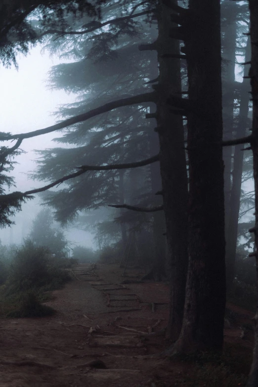 a path running through the middle of foggy forest