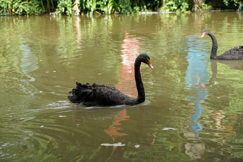 two black swans swimming in the pond