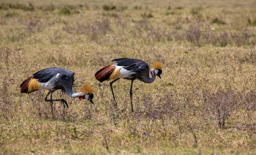 two birds with very large beaks walking across the plains