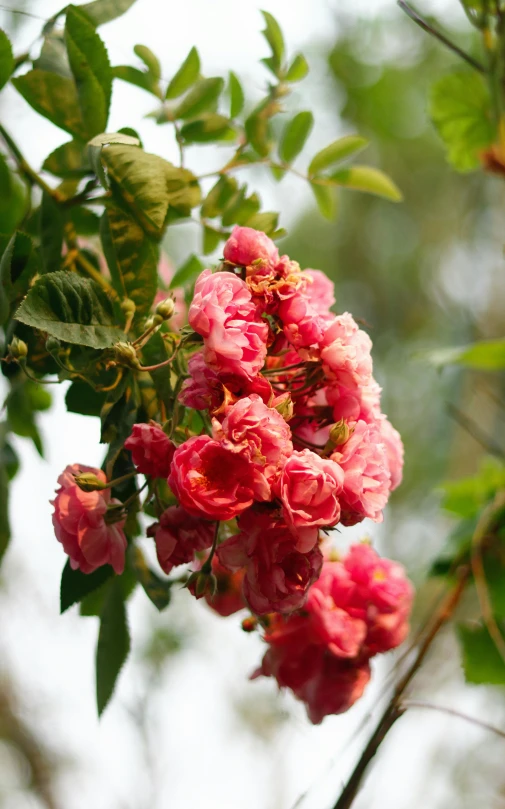 a pink flower on the end of a tree nch