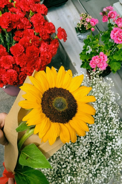 sunflower being held by someone near many plants