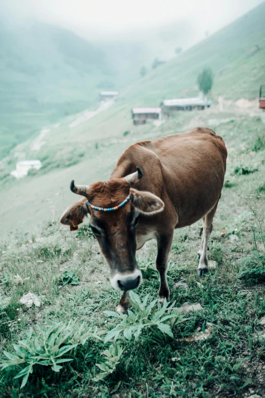 a longhorn cow on top of a green mountain