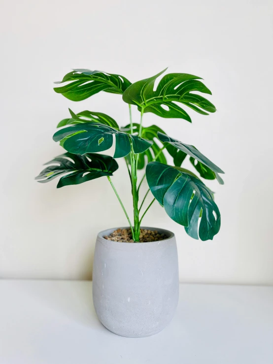 there is a plant in a pot on the table