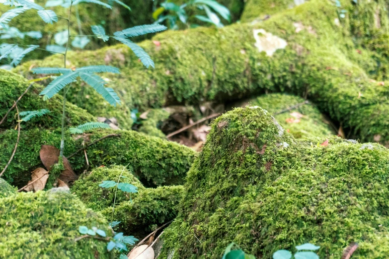 a patch of green moss on the ground with trees and leaves