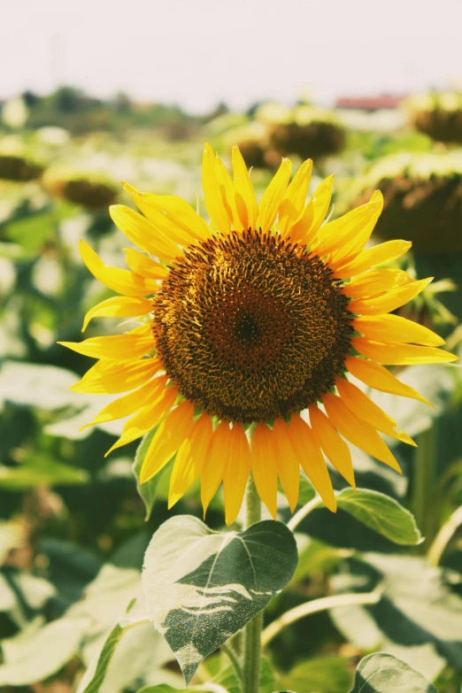 a yellow sunflower in full bloom in a field