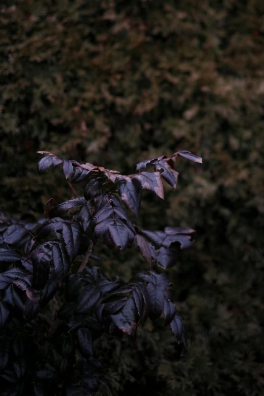 a plant in the foreground with a field in the background