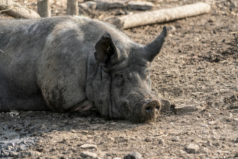 a rhino lying on dirt covered ground in a zoo exhibit