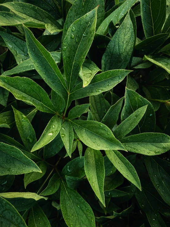 there is a green leafy plant with water drops