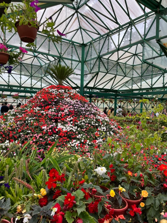 a lot of different colored flowers in a greenhouse