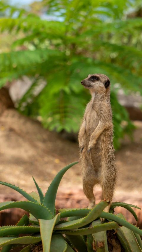 a meerkat is standing on top of a green plant