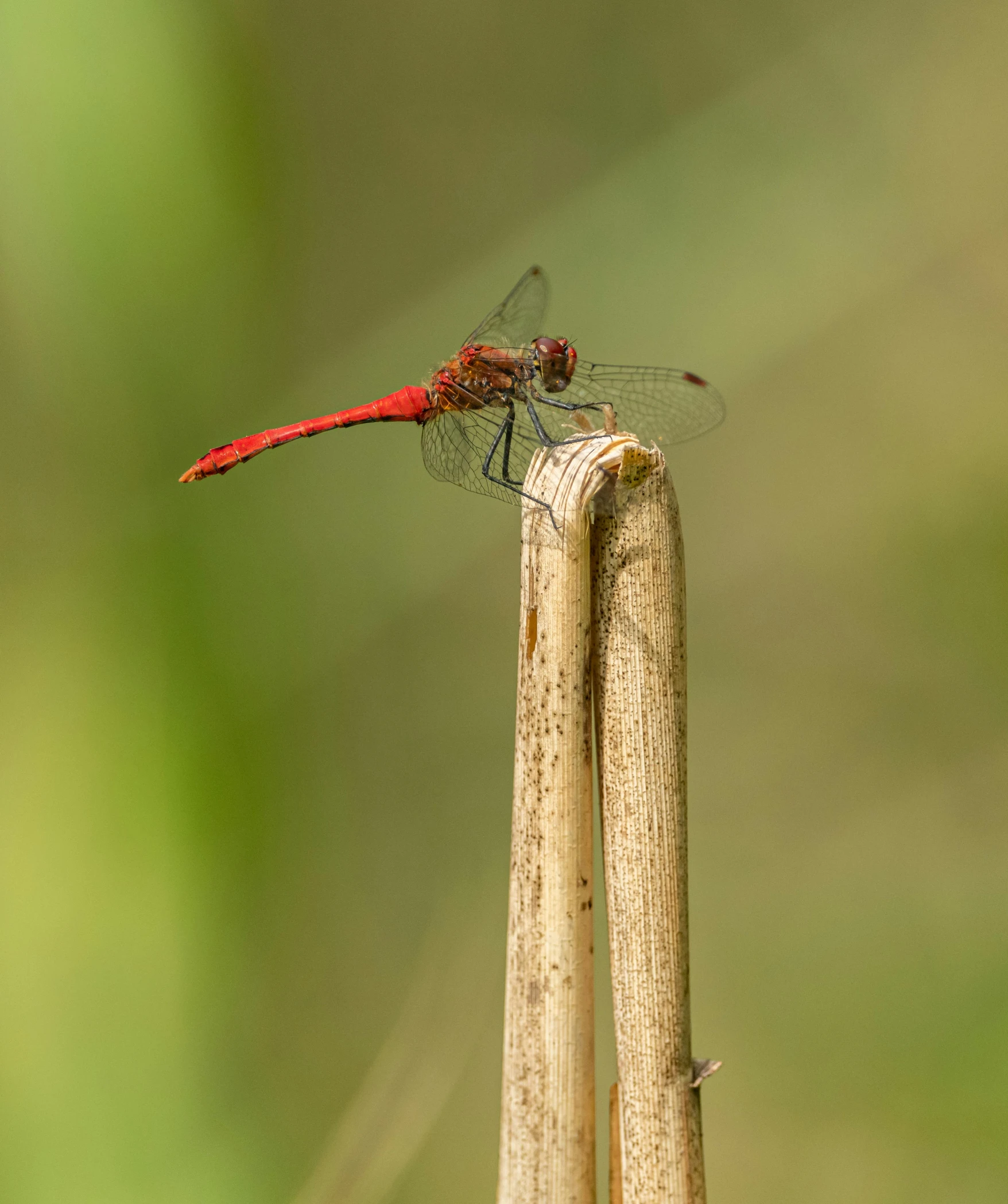 a dragonfly rests on the top of a wooden stick