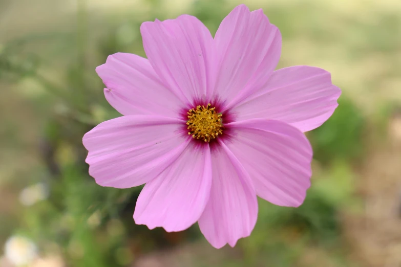 closeup of a pink flower with a yellow center