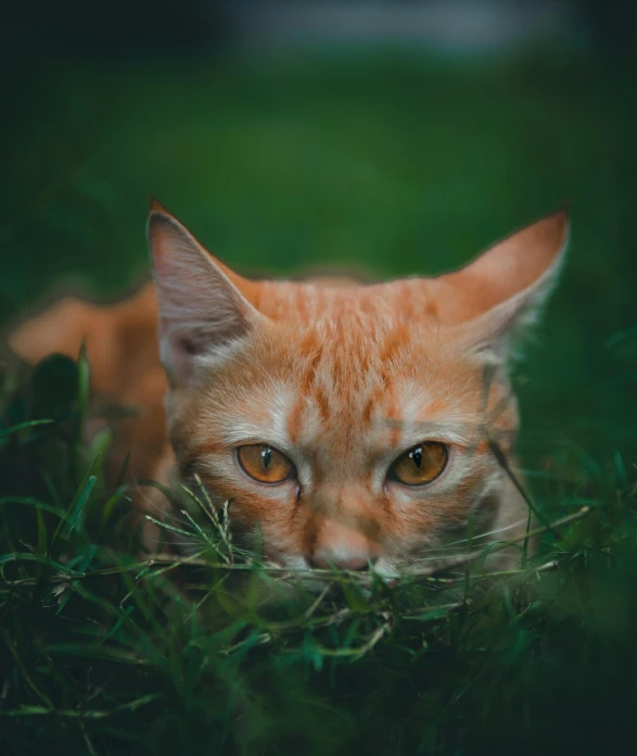 an orange cat laying in grass with his eyes wide open