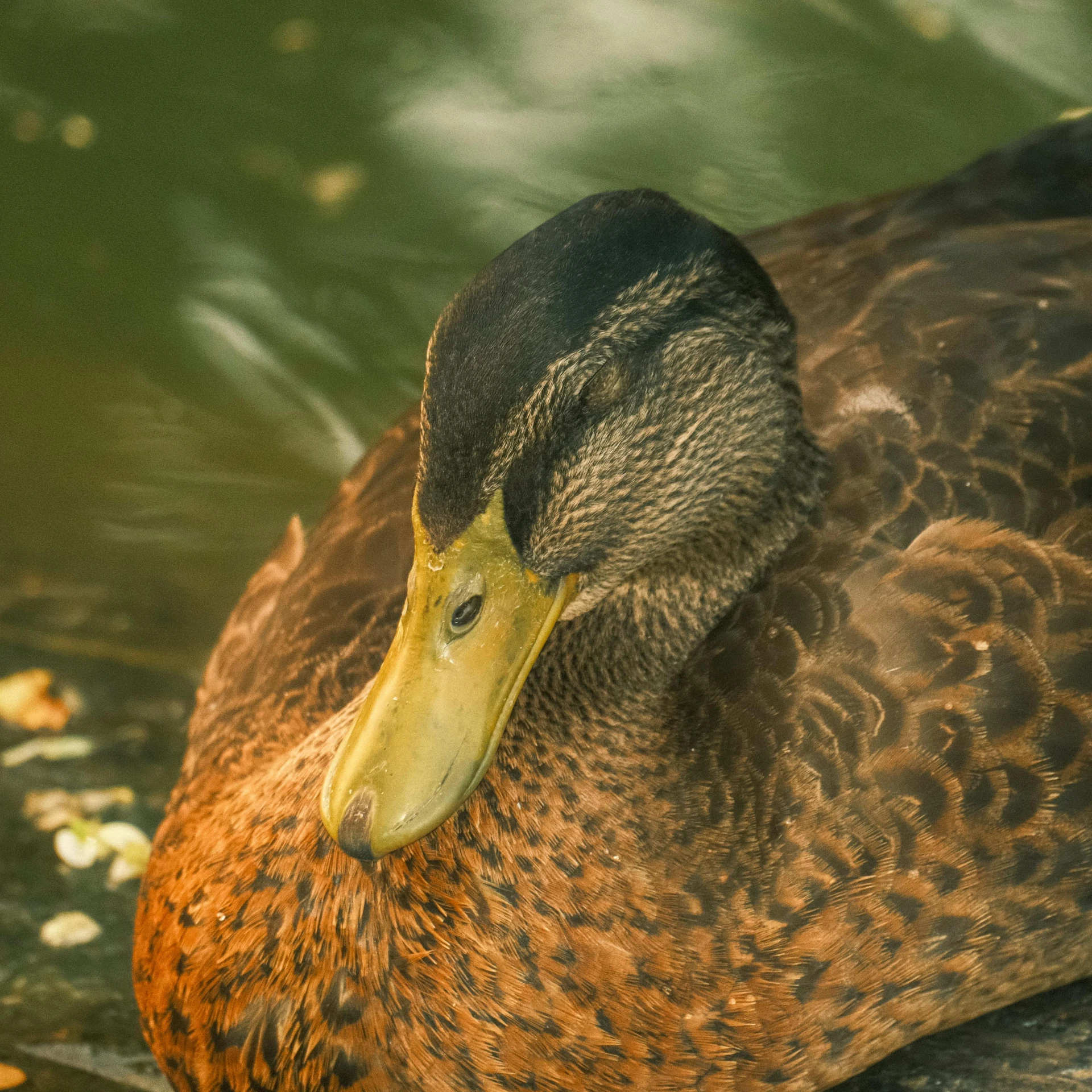 an image of a duck that is swimming