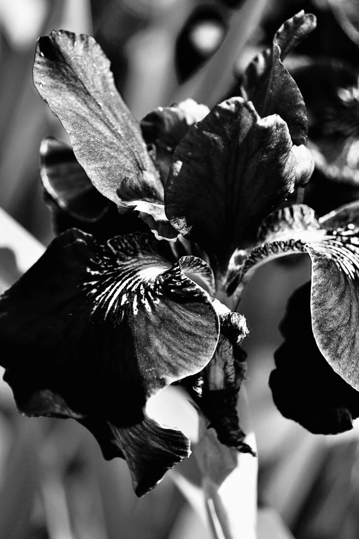 an old black and white po of a flower