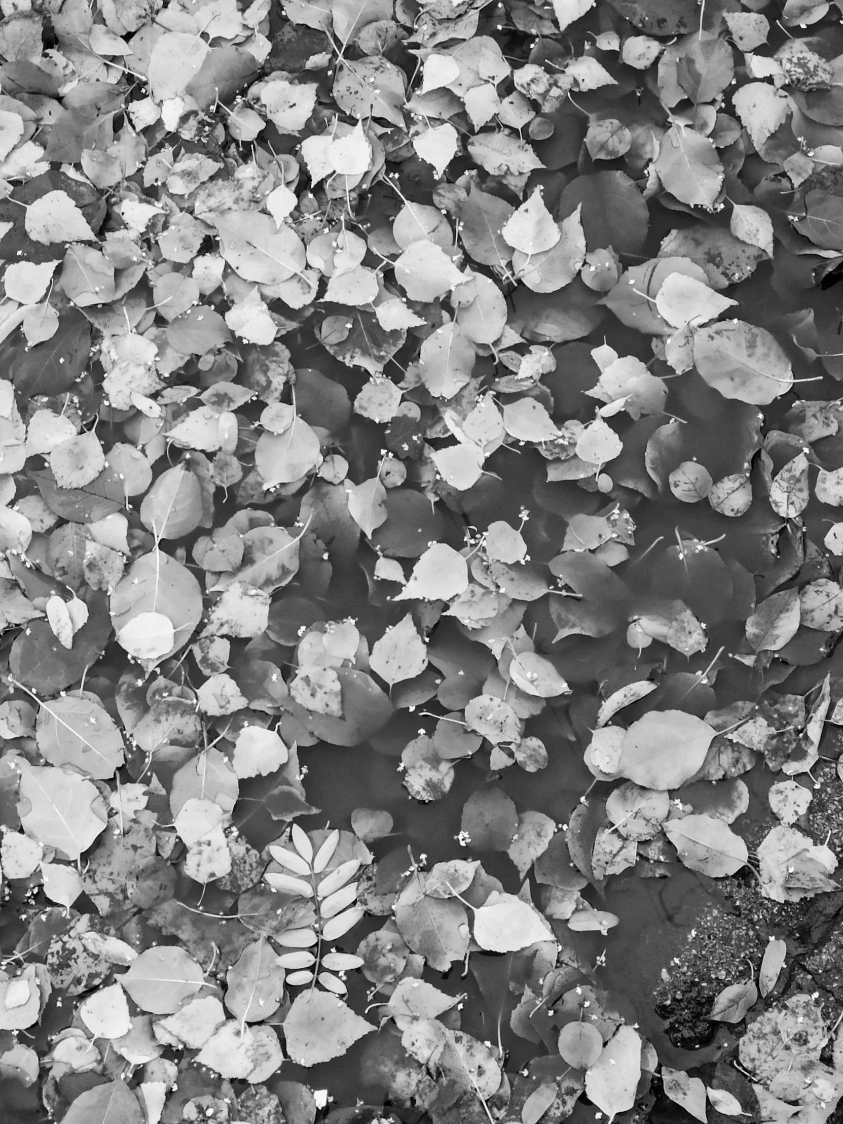 many small leaves floating on water near a sidewalk