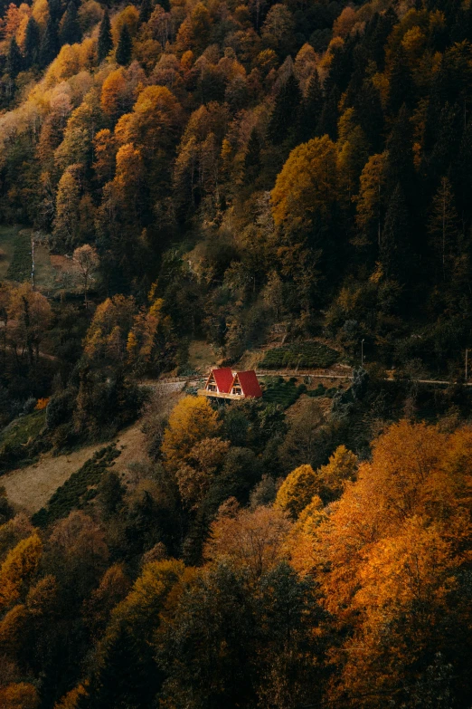 a very colorful, tree covered hill side next to a winding country road