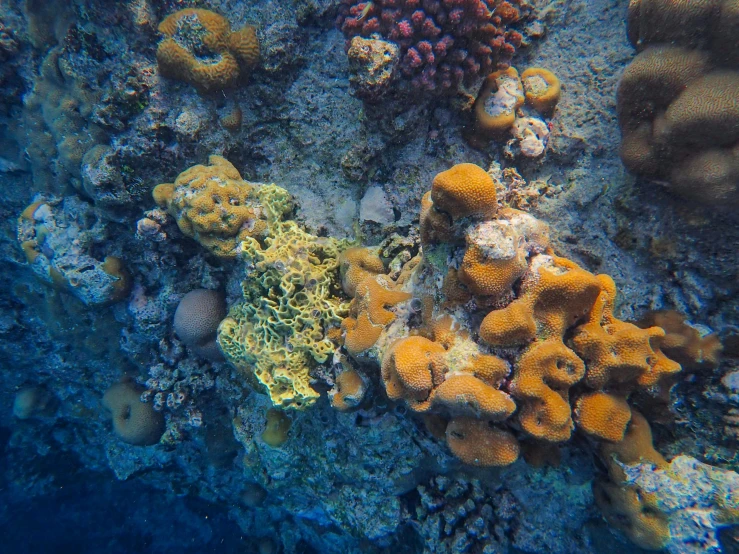 a colorful coral reef with hard corals and sponge