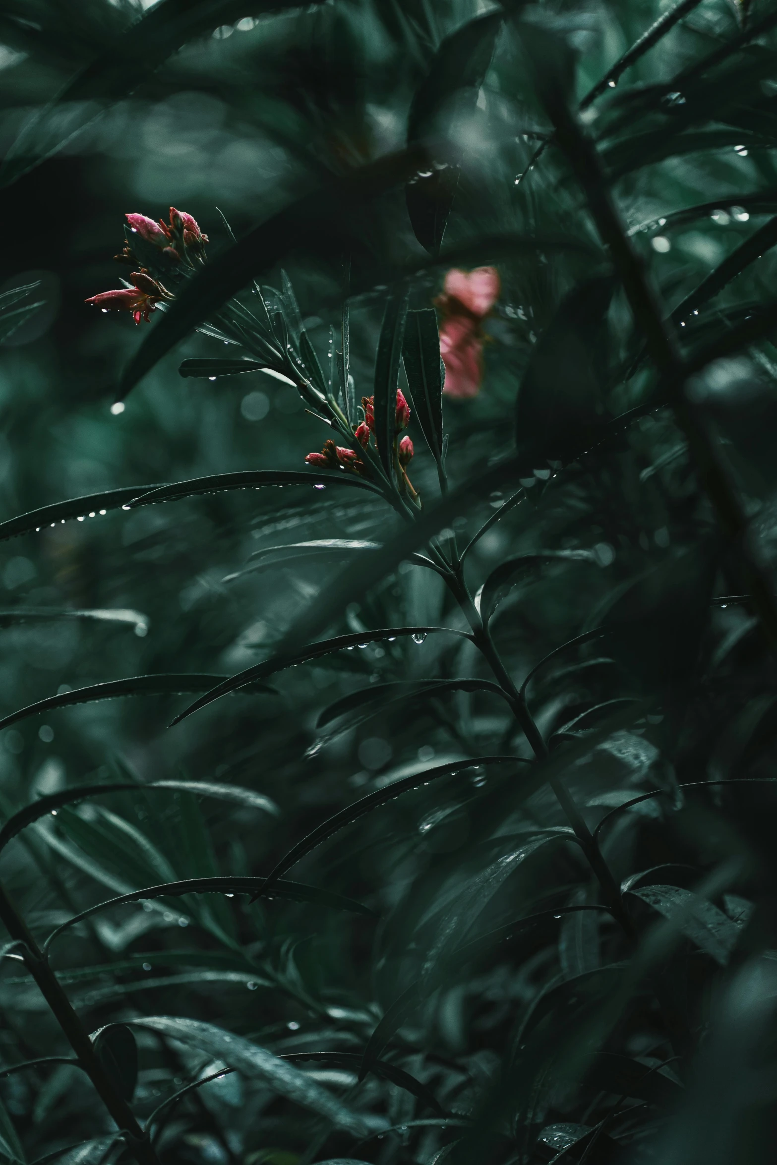 some pink flowers in the grass