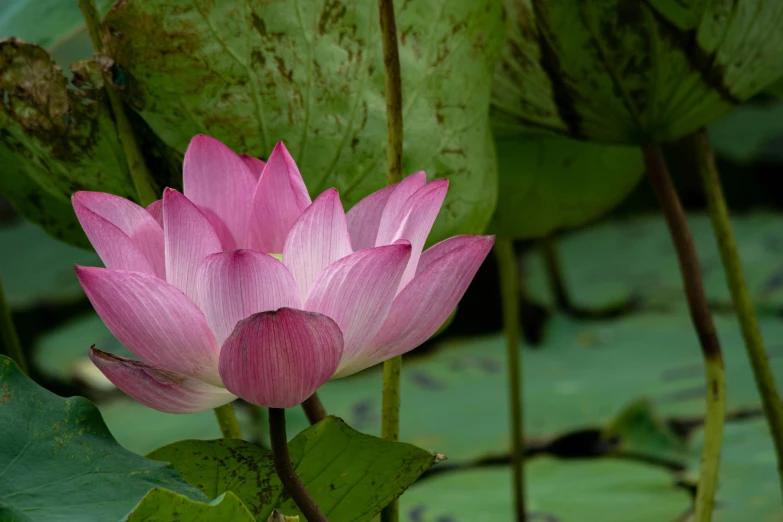 a pink lotus blooming among green leaves