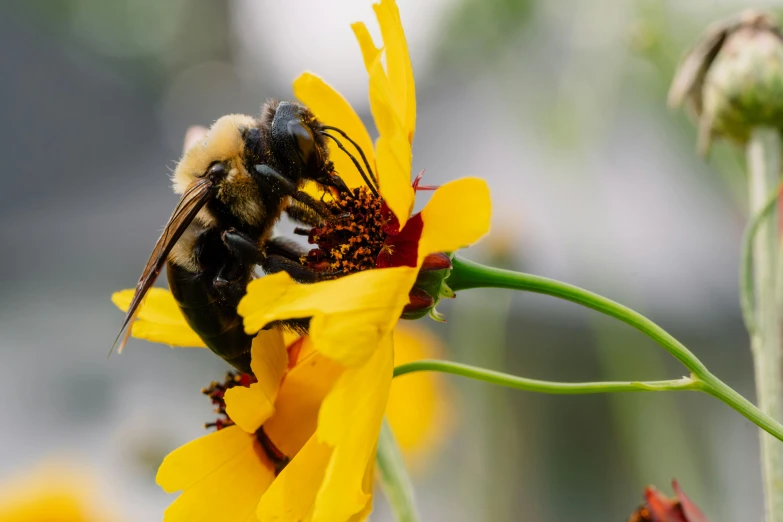 a bee is feeding on the top of a yellow flower