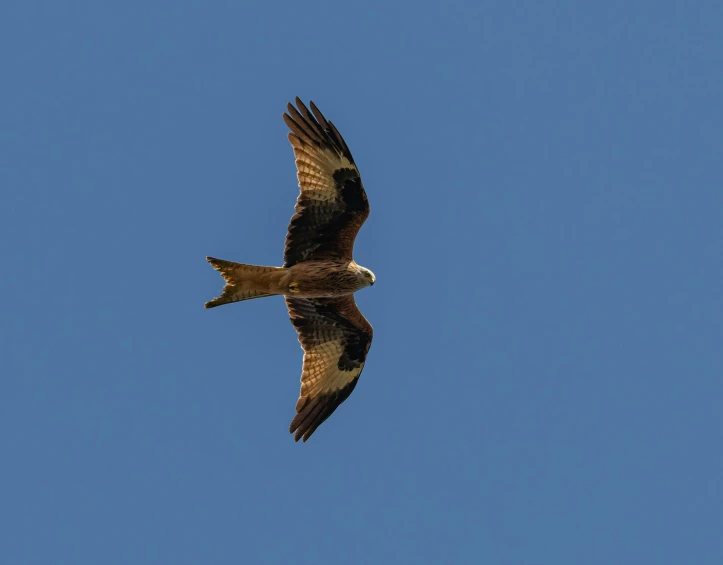 a large bird with long wings flying across the sky