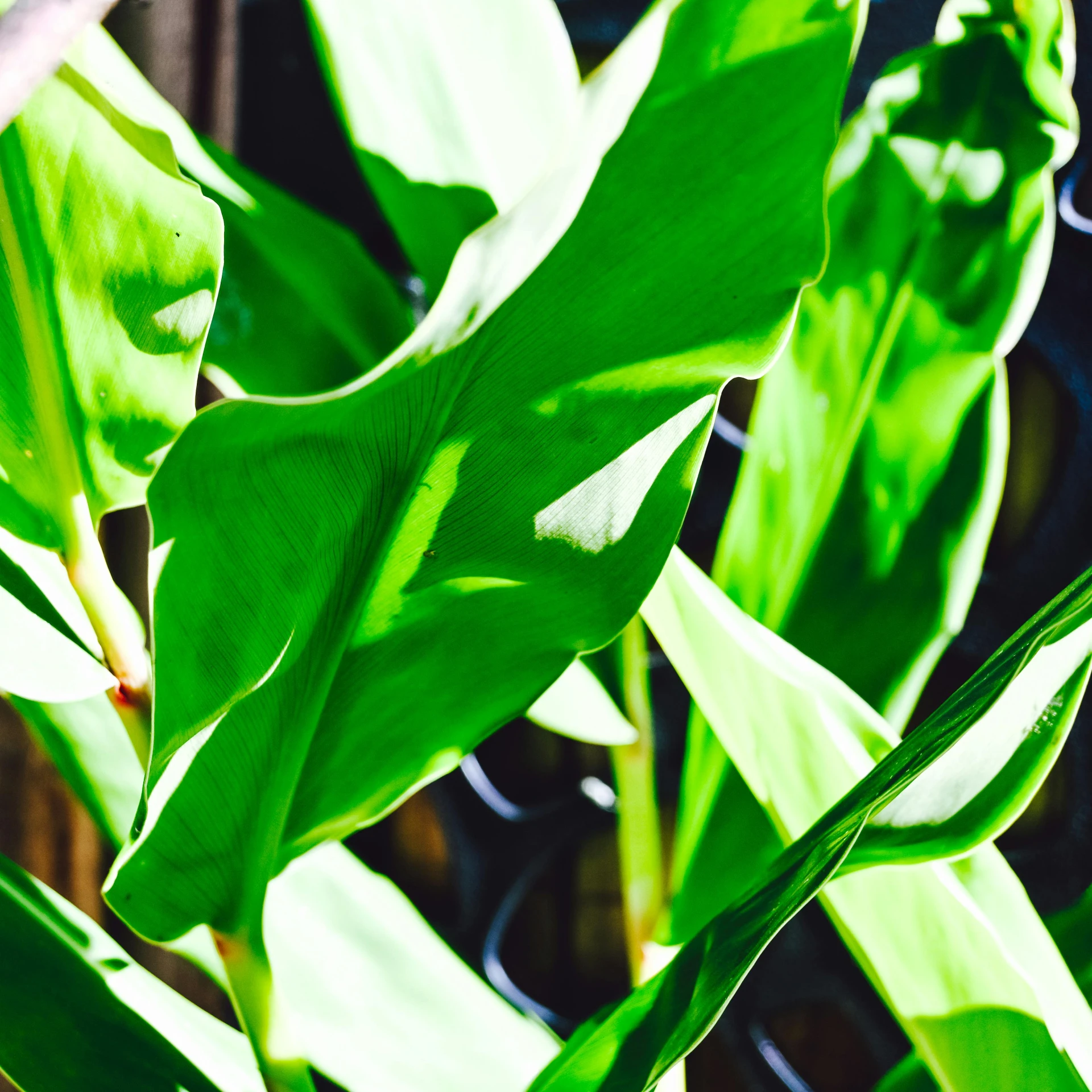 green leafy plants and stems with only one stem