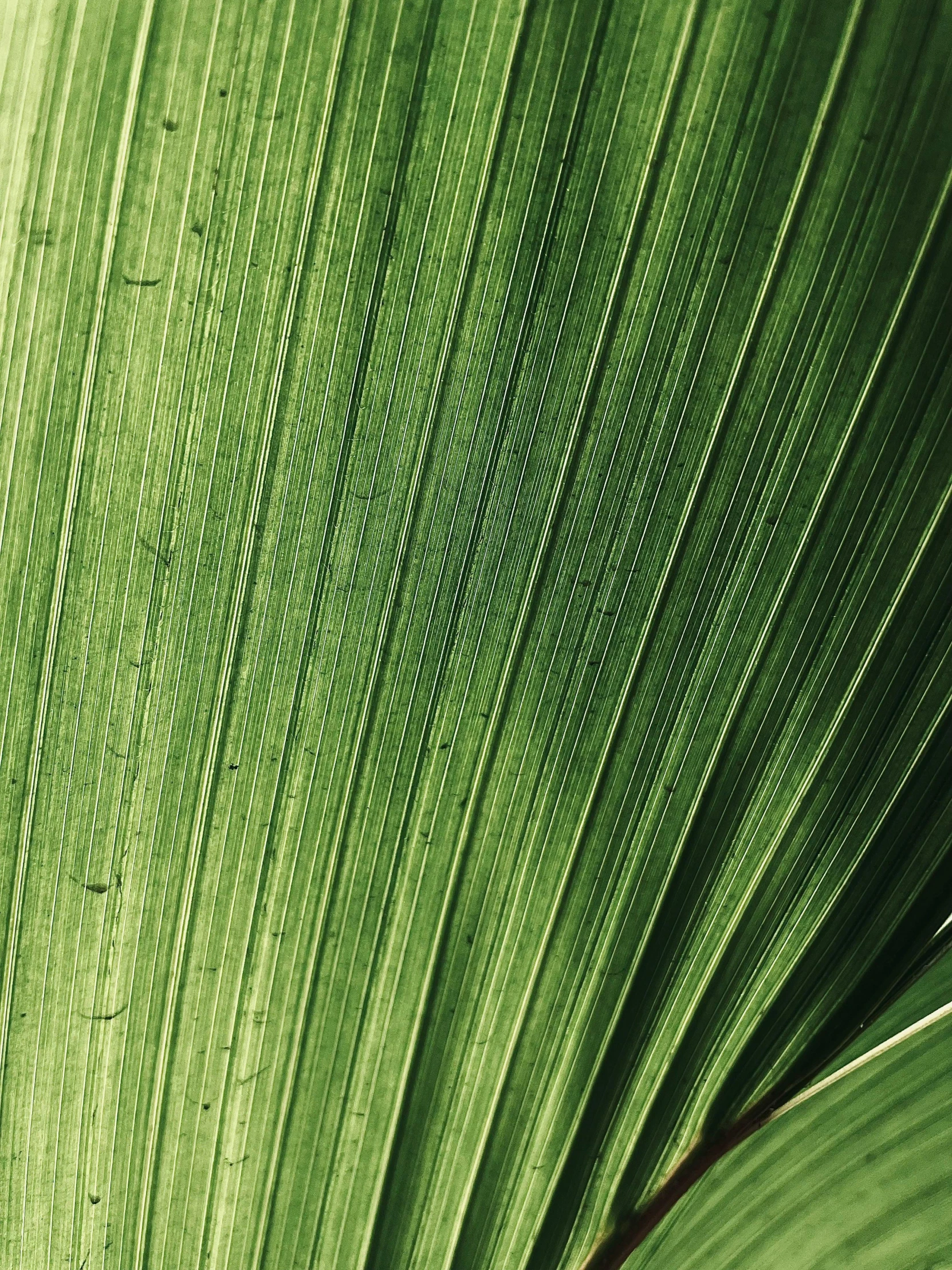 close up po of the top of a plant's leaf