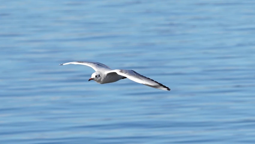 seagull flying over the water of a large body of water