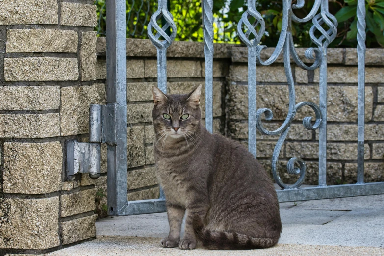 a grey cat sits on the outside steps of an old building