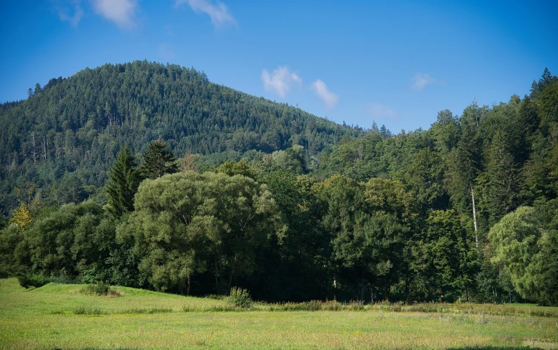 a lush green forest filled with trees and mountains