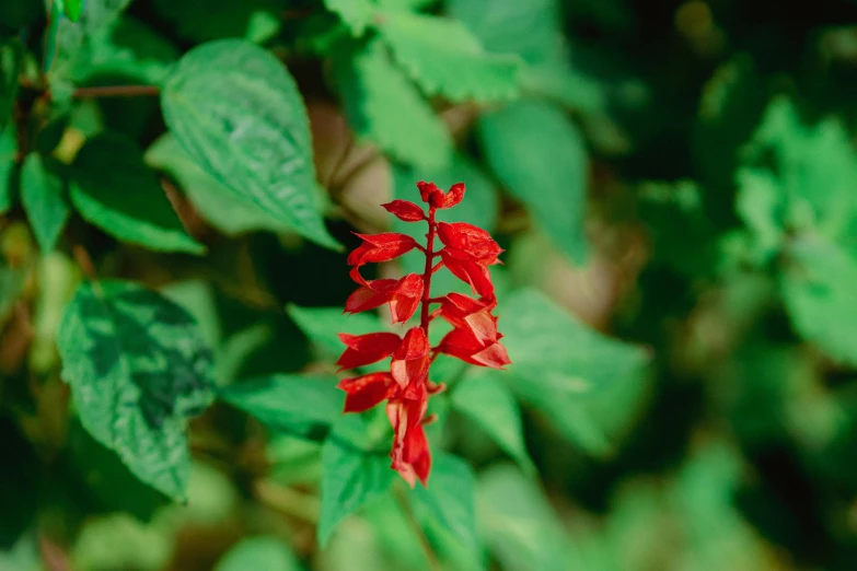 a red flower on some green leaves