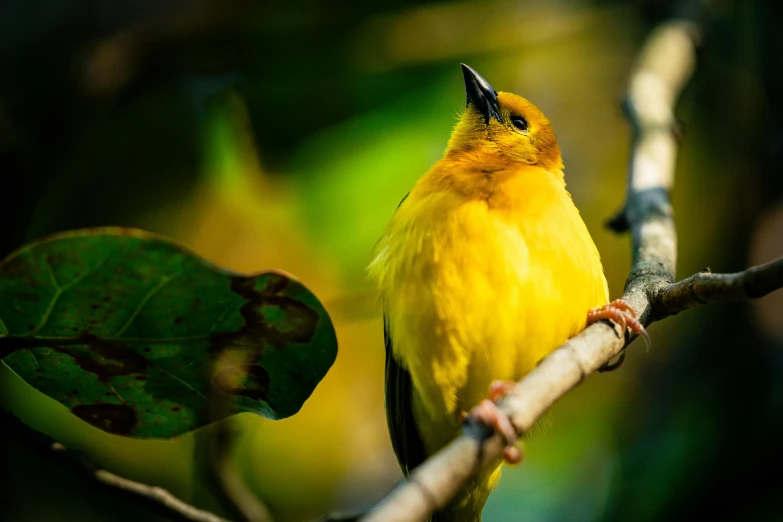 a small yellow bird perched on a tree nch