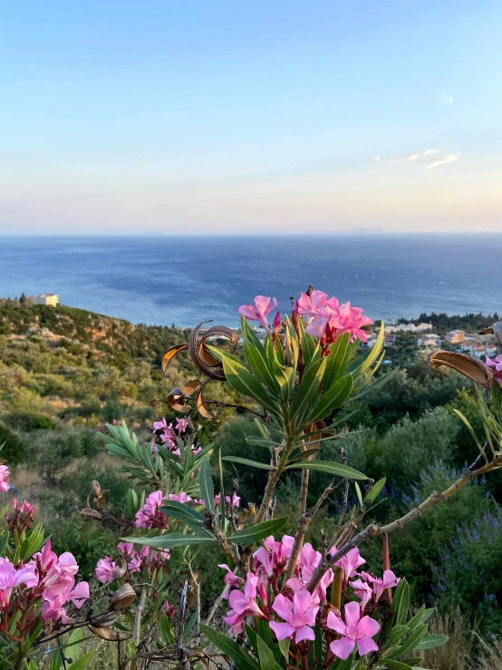 many purple flowers in a field and ocean