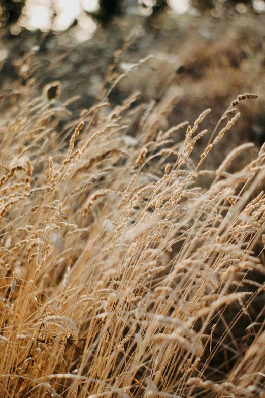 closeup of grasses and rocks in the grass