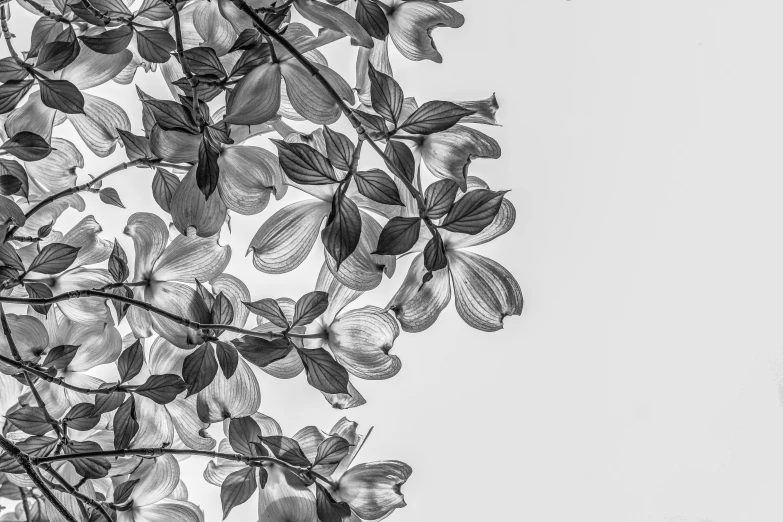 a tree is shown in black and white while it's leaves are unfurnished