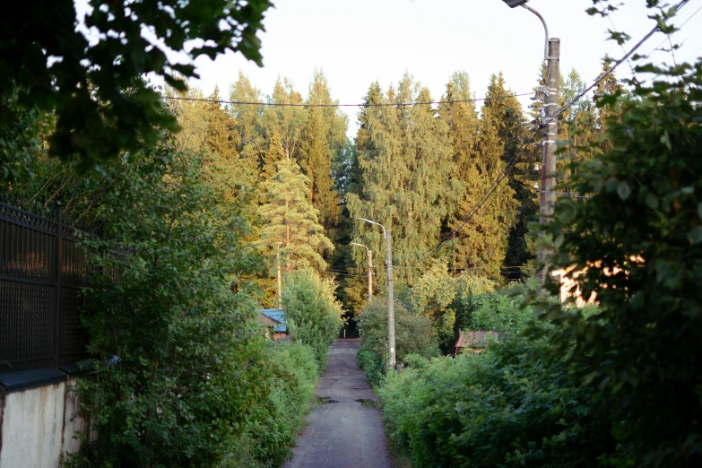 a pathway in a forest with lots of trees behind it
