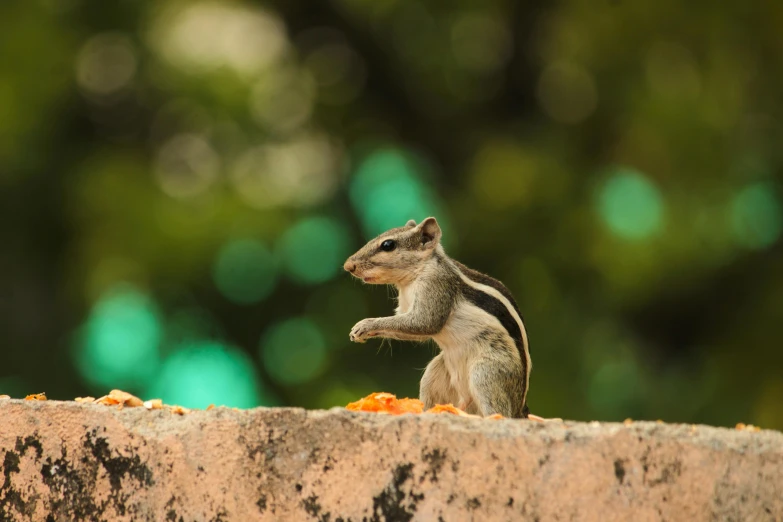 a small squirrel is sitting on a rock