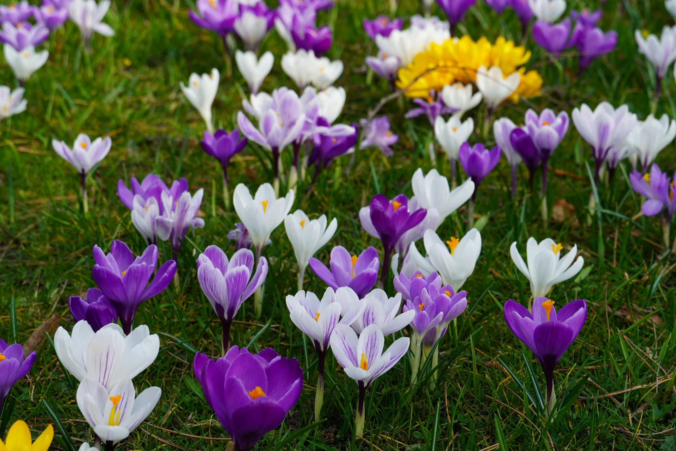 a bunch of different colored flowers on the ground